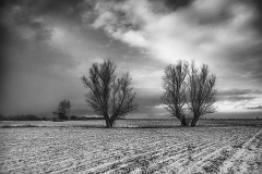 TWO WILLOWS BW