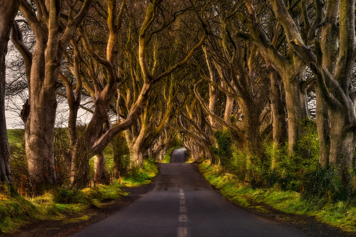 DSC_5412NowyMinD.jpg - The Dark Hedges