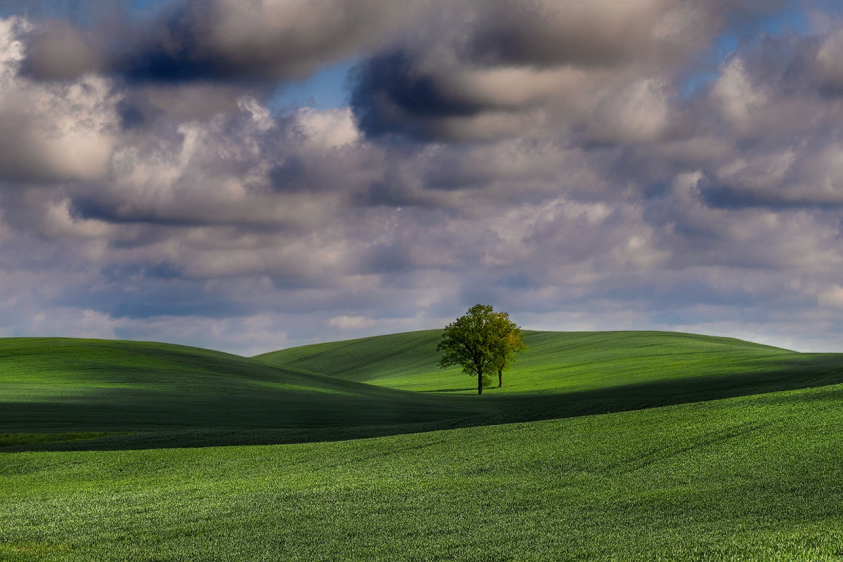 GRREN FIELD  LANDSCAPE .jpg - Wiosna
