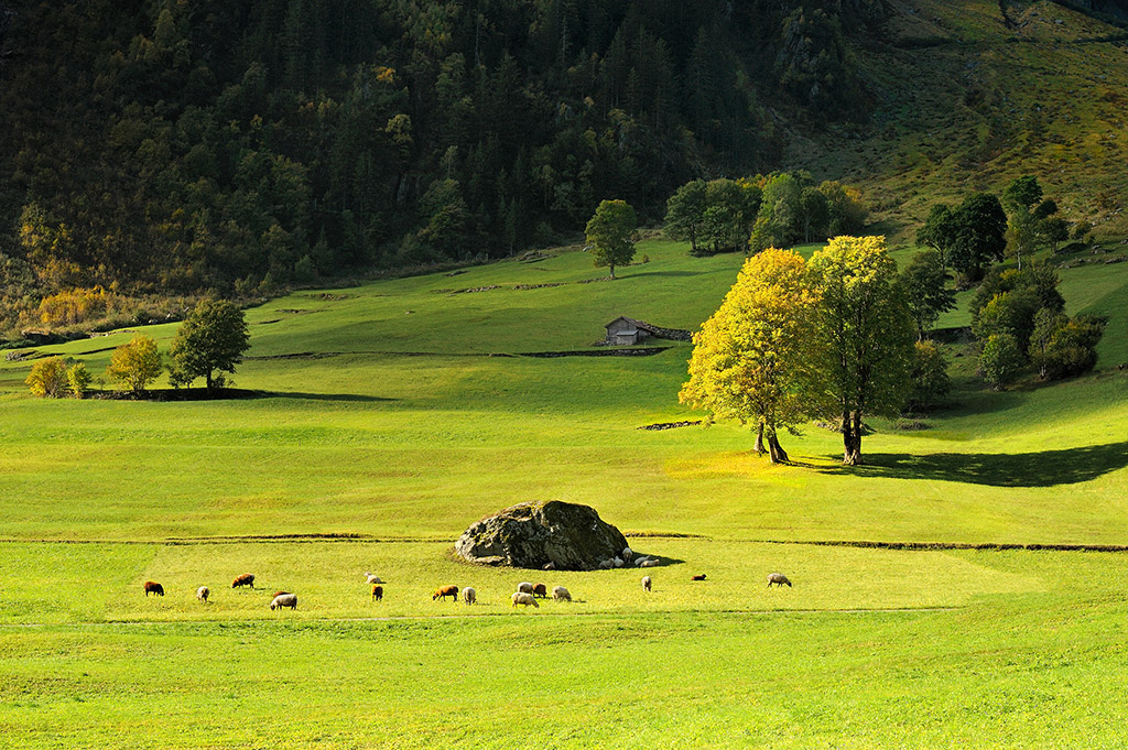 DSC_4970orgM.jpg - * Na pastwisku *