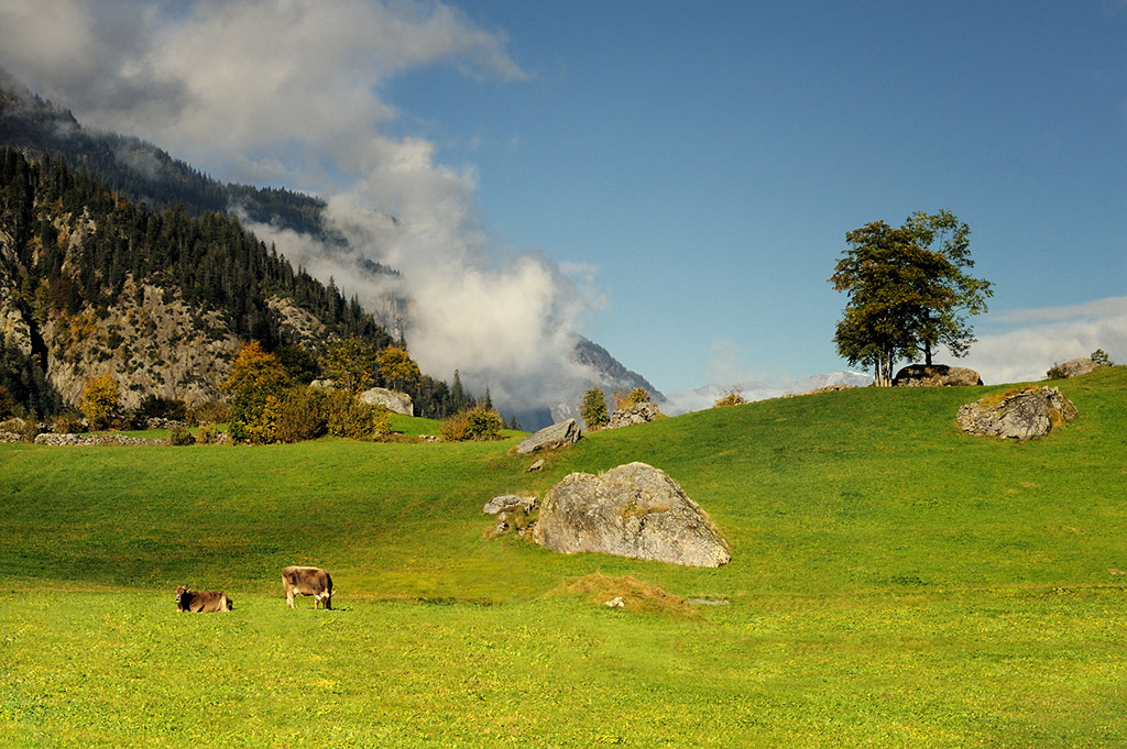 DSC_5016orgKM.jpg - * Wypas *