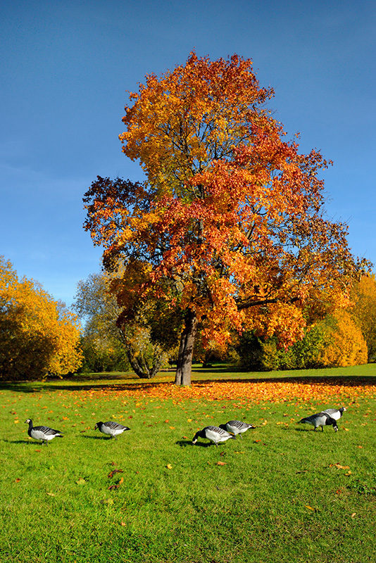 DSC_1829min.jpg - * Jesien *