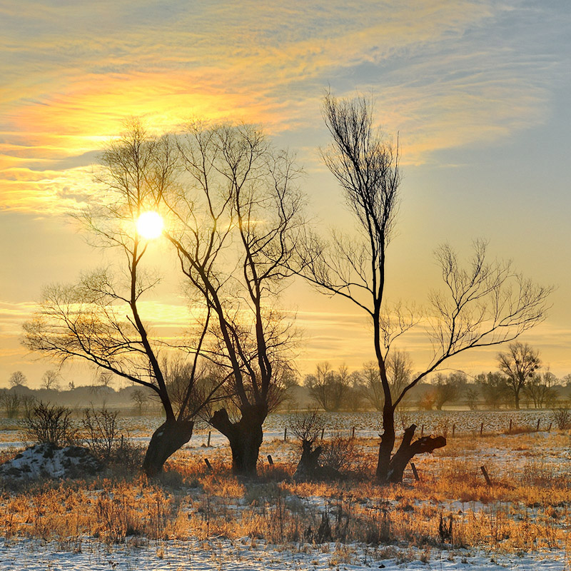 DSC_7409KwadratOrg.jpg - * Zimowy poranek *