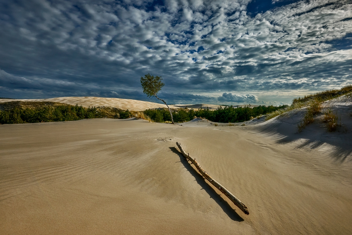 DSC_4471MinD.jpg - Na wydmie