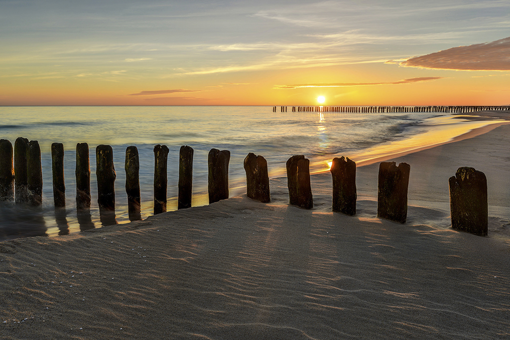 DSC_1951orgminI.jpg - * Swit *