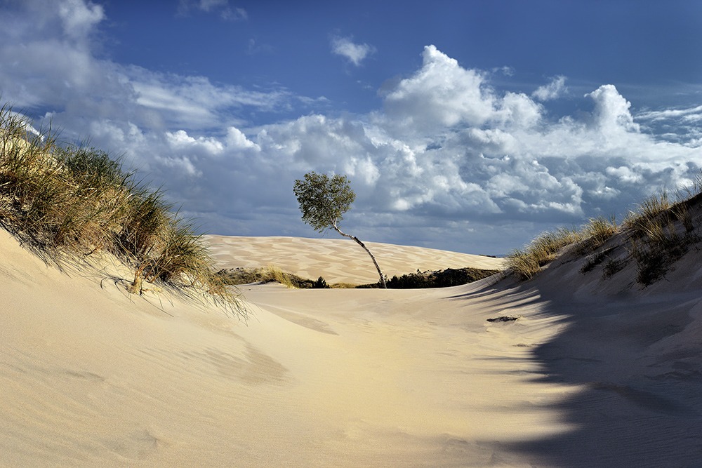 DSC_4379orgKmin.jpg - * Nadmorskie wydmy, Leba *