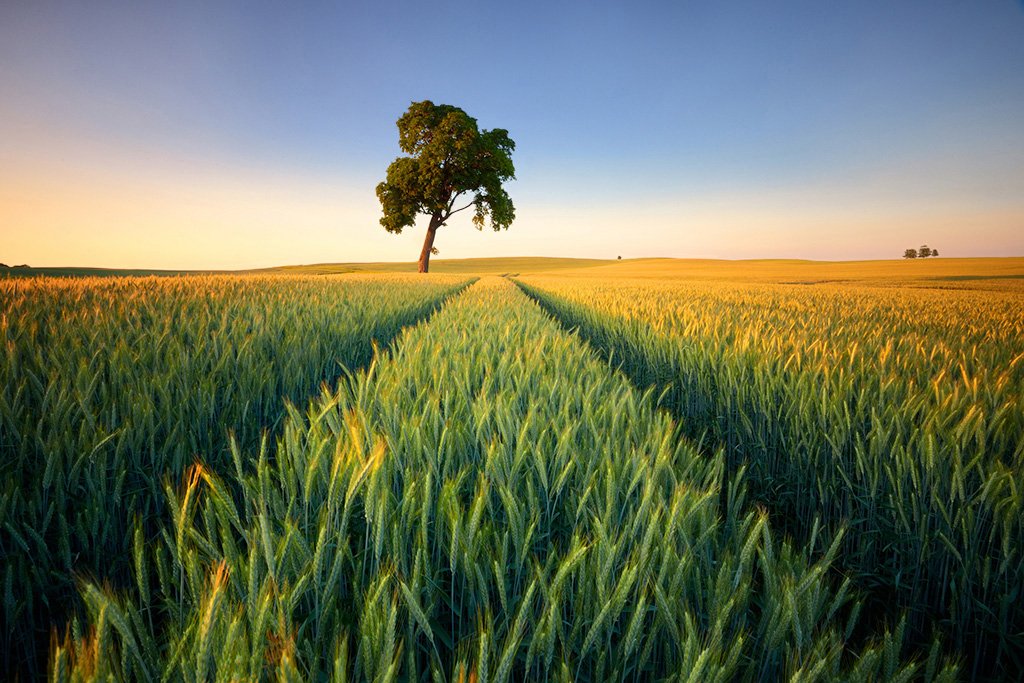DSC_0616k1min.jpg - * Dojrzewanie Chleba * dnia 22 07 2013 fotografia została wyrozniona tytulem "Fotografii Tygodnia" na portalu Digital Photographer http://www.dphotographer.co.uk/image/322450/maturation_of_bread.,......23 06 2013 fotografia otrzymała miano " Fotografii dnia " na portalu Ateliora http://www.ateliora.com/pl/fotografia-dnia/2013-06-23,......04 02 2014 fotografia została zdjeciem tygodnia na portalu Fotoik  http://www.fotoik.pl/index.php?akcja=zdjecie&ak=pokaz&id=717976