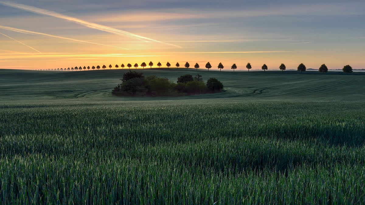 DSC_7198PanMinD.jpg -  "Aleja"  fotografia zajeła I miejsce na prawie 30 tys zdjec startujacych w konkursie "Green Landscapes" na portalu Viewbug. Nagroda to dron DJI Phantom 3,  https://www.viewbug.com/cont…/green-landscapes-photo-contest   * Aleja * 06 10 2016 fotografia dotarla do finału ( dziesiec fotografii ) VI edycji Eko Mutimedialnego Konkursu "Dobry dla przyrody dobry dla siebie" i wziela udział w wystawie pokonkursowej   http://www.ekomultikonkurs.pl/glosowanie-viii-edycja/   Listopad 2016 fotografia w plebistycie portalu Nikoniarze.pl zdobyła nominacje do kalendarza na 2017rok  12 06 2016 wyroznienie w II Edycji konkursu Finer Art Photography Awards   http://fineartphotoawards.com/…/fapa-2015…/amateur/landscape   "Aleja" znalazla sie w  pazdziernikowym nr magazynu Poznaj Świat 2015, w dziale "Najlepsze zdjecia naszych czytelnikow"  Fotografia najlepsza z najlepszych w m-cu grudniu 2016 w konkursie CEWE   http://contest.cewe-fotoksiazka.pl/beautiful-world-2016/pl_pl/monthly-winners   